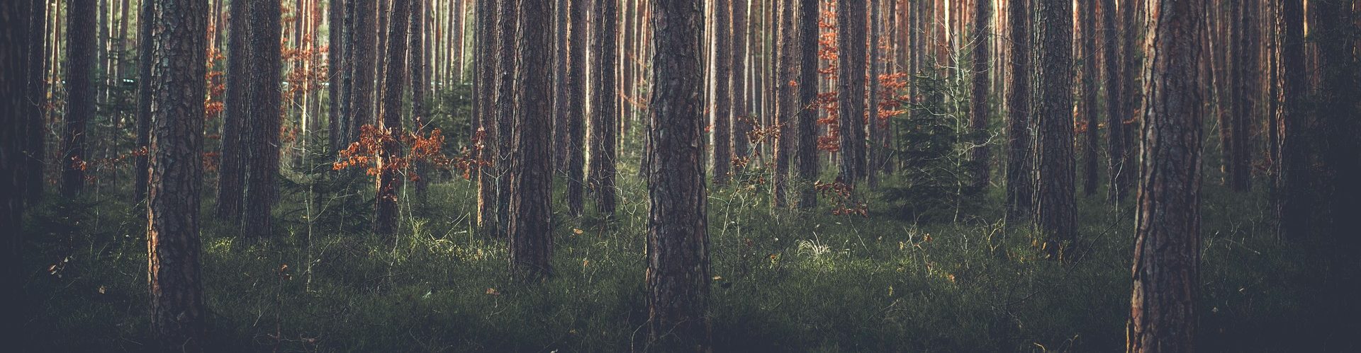 trees-1209088_1920