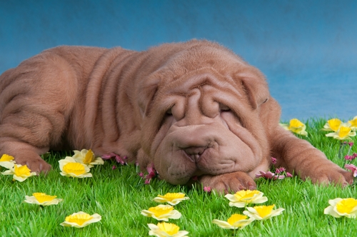 shutterstock_55981768