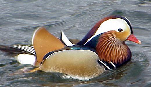 Mandarin_Duck